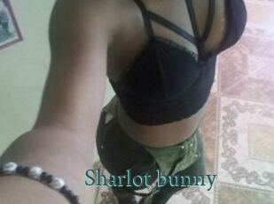 Sharlot_bunny